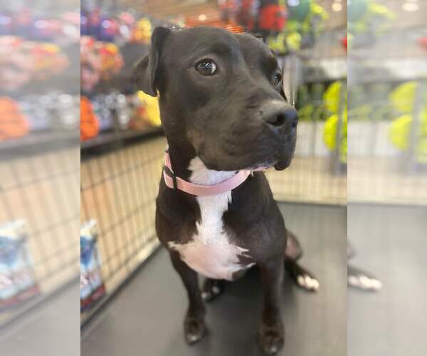 Medium Photo #25 American Staffordshire Terrier-Unknown Mix Puppy For Sale in Rosenberg, TX, USA