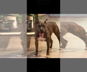 Mother of the American Bully puppies born on 07/04/2025