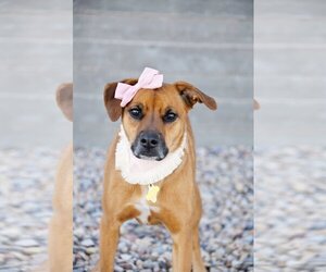 Rae - Female Labrador Retriever-Unknown Mix Dog for Adoption - Photo #13