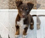 Small #1 Australian Shepherd Mix