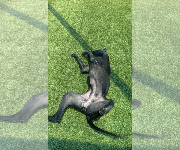 Medium Photo #3 Great Dane-Unknown Mix Puppy For Sale in Woodbury, NY, USA