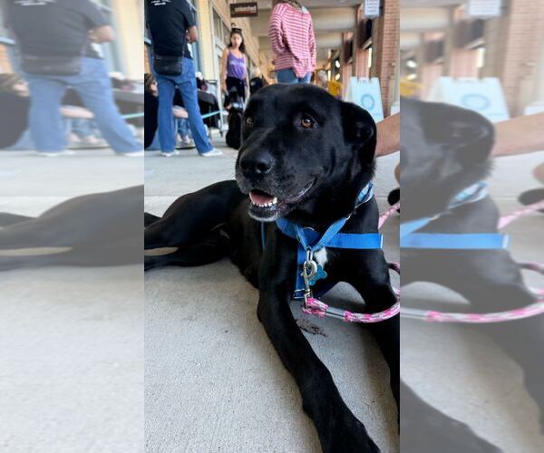 Medium Photo #21 Labrador Retriever-Unknown Mix Puppy For Sale in Bethesda, MD, USA
