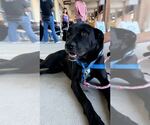 Small #20 Labrador Retriever Mix