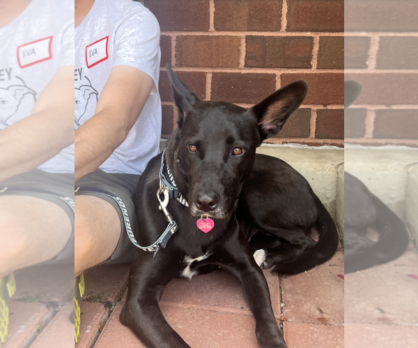 Medium Photo #5 Mutt Puppy For Sale in Rockville, MD, USA