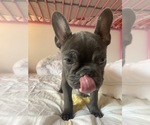 Small #1 French Bulldog