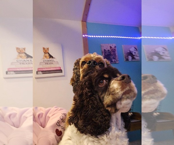 Medium Photo #2 Cocker Spaniel Puppy For Sale in Westwood, NJ, USA