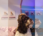 Small #1 Cocker Spaniel