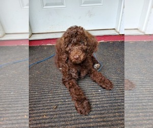 Poodle (Standard) Puppy for sale in WAITE PARK, MN, USA