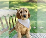 Small Photo #8 Irish Doodle Puppy For Sale in WOOSTER, OH, USA