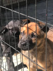 Dutch Shepherd Dog Puppy for sale in ELLENWOOD, GA, USA