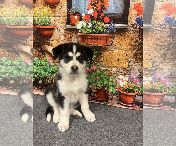 Medium Photo #1 Aussie Siberian Puppy For Sale in Euless, TX, USA