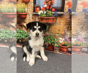Aussie Siberian Dogs for adoption in Euless, TX, USA