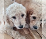 Small Photo #16 Goldendoodle Puppy For Sale in WEST, TX, USA
