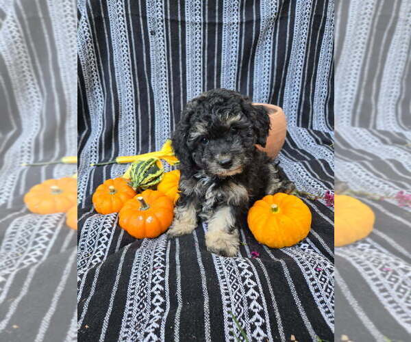 Medium Photo #2 Poodle (Miniature) Puppy For Sale in CANON CITY, CO, USA