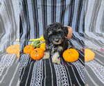 Small #1 Poodle (Miniature)