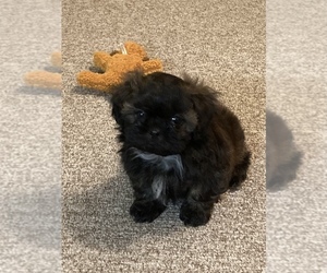 Shih Tzu Puppy for sale in MOBILE, AL, USA