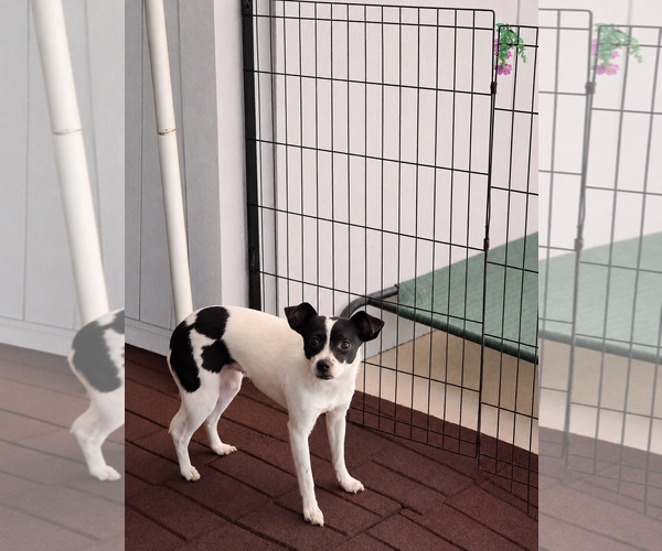 Medium Photo #9 Chihuahua Puppy For Sale in Sandy, UT, USA
