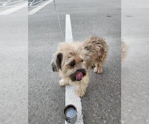 Miniature Schnauzer-Unknown Mix Dogs for adoption in San Antonio, TX, USA