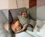 Small #4 German Shepherd Dog Mix
