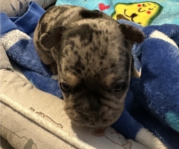 Medium Photo #7 French Bulldog Puppy For Sale in OSWEGO, IL, USA