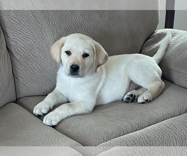 Medium Photo #1 Labrador Retriever Puppy For Sale in Tekonsha, MI, USA