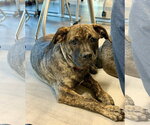 Small #1 Boxer-Staffordshire Bull Terrier Mix