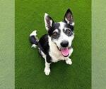Small #7 Australian Shepherd Mix