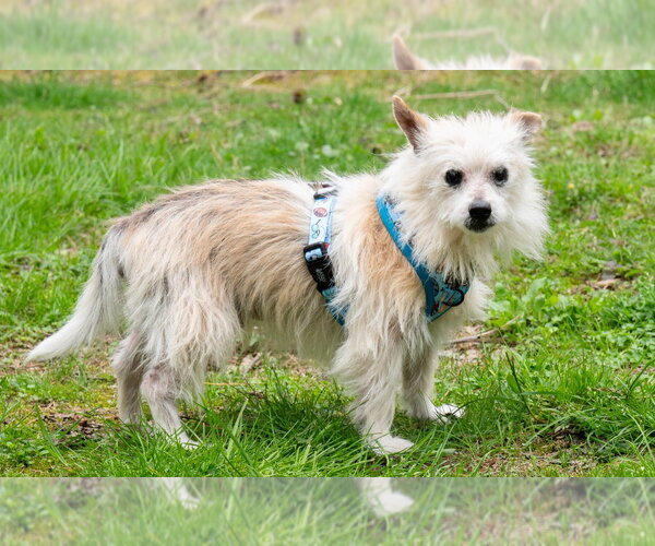 Medium Photo #2 Mutt Puppy For Sale in Ellijay, GA, USA