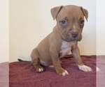 Puppy Rusty American Pit Bull Terrier