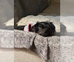 Small #1 Mutt