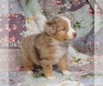 Small Photo #28 Miniature Australian Shepherd Puppy For Sale in HARRISON, OH, USA