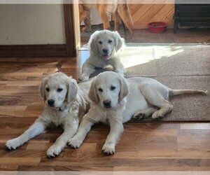 Golden Retriever Puppy for sale in ARCO, MN, USA