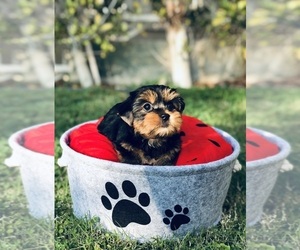 Yorkshire Terrier Puppy for sale in LOS ANGELES, CA, USA