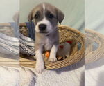 Small #5 Mutt