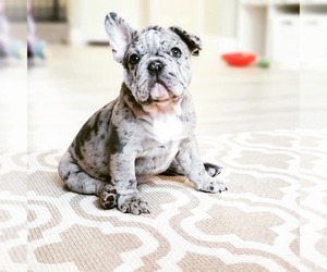French Bulldog Puppy for Sale in SAN MARCOS, California USA
