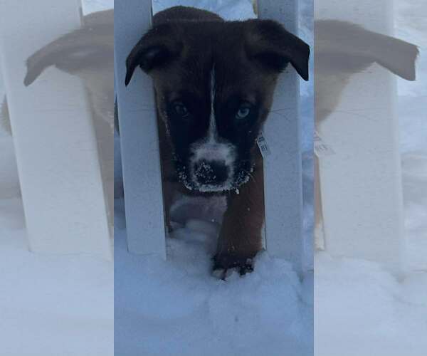 Medium Photo #7 Boxer-Unknown Mix Puppy For Sale in pomfret, CT, USA