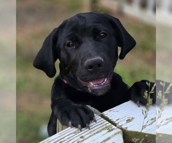 Medium Photo #1 Golden Retriever-Unknown Mix Puppy For Sale in Woodsfield, OH, USA