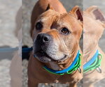 Name This Bully - FKA Dudley - Male Mutt Dog for Adoption - Small photo