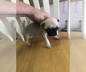 Pug Puppy for sale in SAINT HEDWIG, TX, USA
