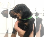 Small Photo #14 Doberman Pinscher Puppy For Sale in MACUNGIE, PA, USA