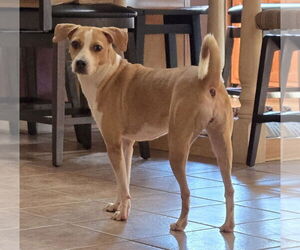 Basenji-Retriever Mix Dogs for adoption in Virginia Beach, VA, USA