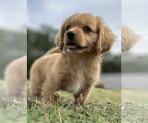 Cavalier King Charles Spaniel-ShihPoo Mix Puppy for Sale in BRUCE, Mississippi USA