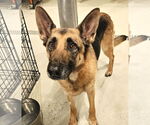 Small #1 German Shepherd Dog