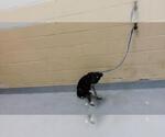 Small Mutt