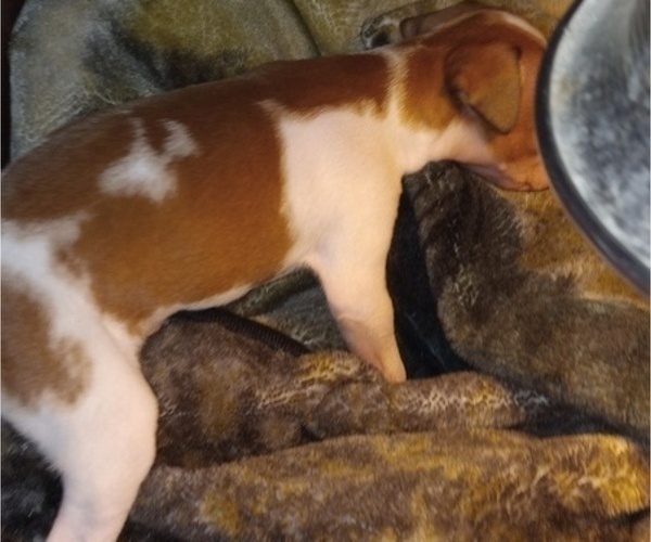 Medium Photo #4 Italian Greyhound Puppy For Sale in MANCHESTER, NH, USA