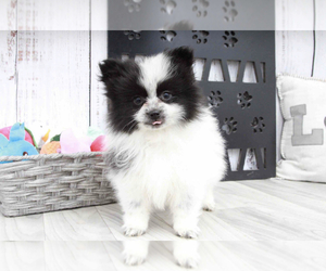 Pomeranian Puppy for sale in MARIETTA, GA, USA