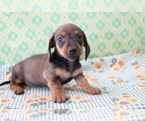 Dachshund Puppy for sale in SHILOH, OH, USA