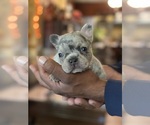 Small #15 French Bulldog