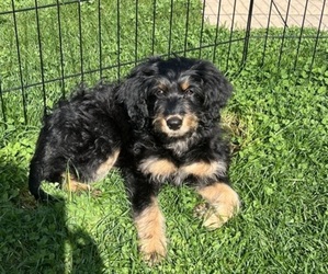Golden Mountain Doodle Puppy for sale in DEVENS, MA, USA
