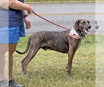 Small Plott Hound Mix